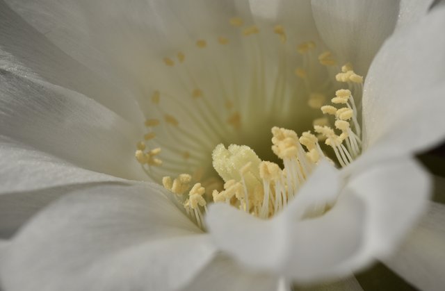 Echinopsis Subduenta flower macro.jpg