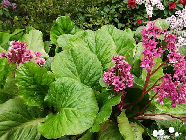 bergenia_cordifolia_2.jpg