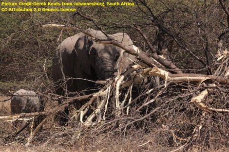 African_Elephant,_Loxodonta_africana_in_Mapungubwe_eating_an_Acacia_tree_that_they_knocked_down_(6038582529).jpg