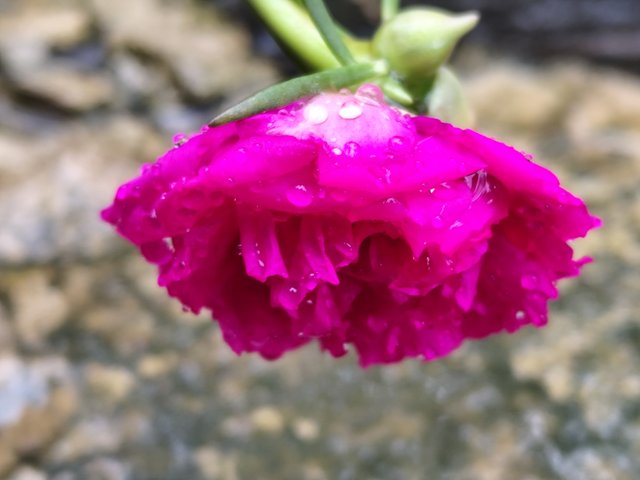 IMG_20250619_132606.jpg