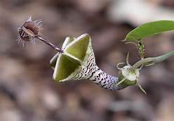 parachute flower.jpg