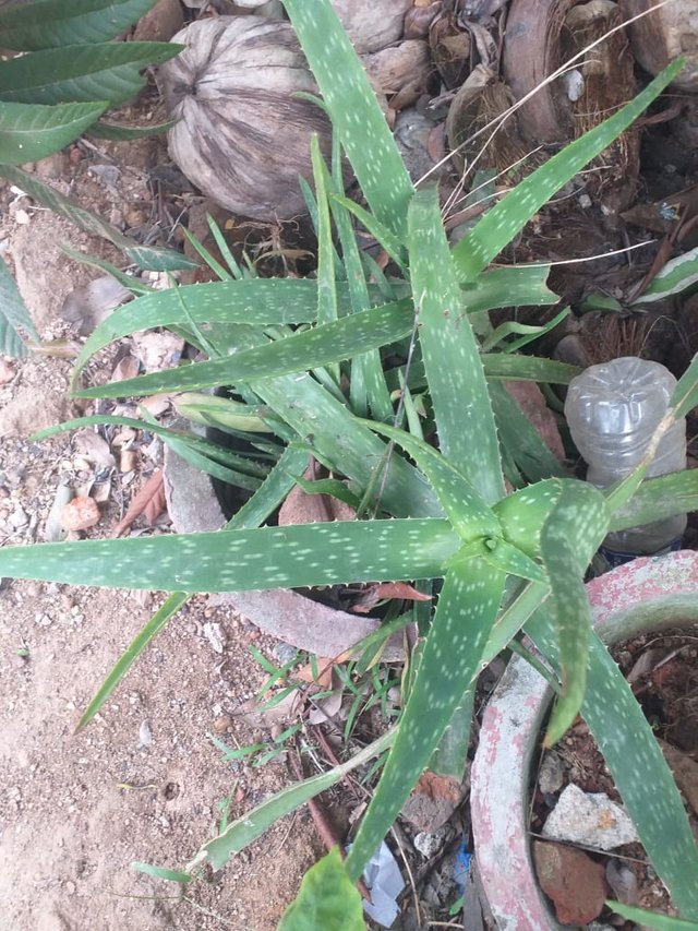 aloevera 1.jpeg