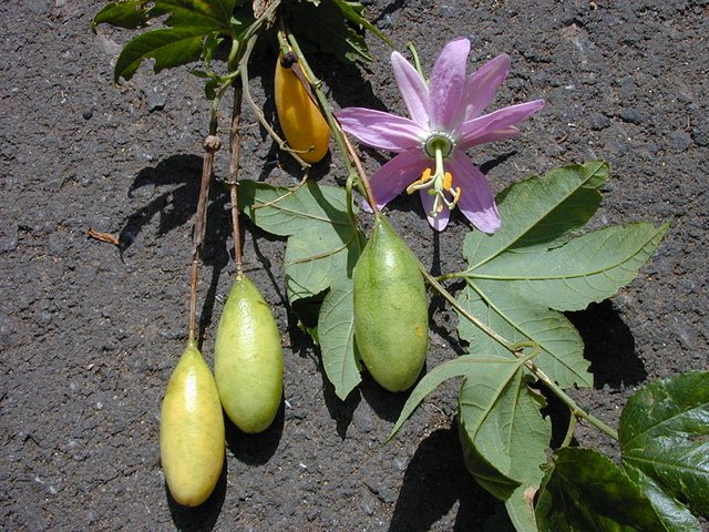 800px-Starr_010423-0066_Passiflora_tarminiana.jpg