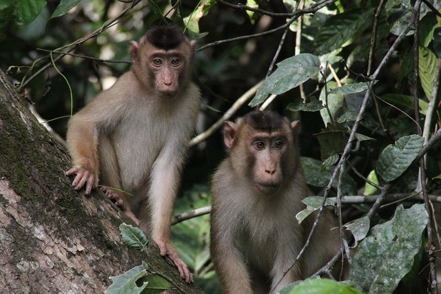 borneo monkey.jpg