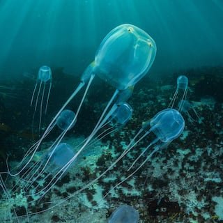 https___www.nationalgeographic.com_content_dam_animals_thumbs_rights-exempt_invertebrates_group_box-jellyfish_thumb.ngsversion.1496340025426.adapt.1900.1.jpg