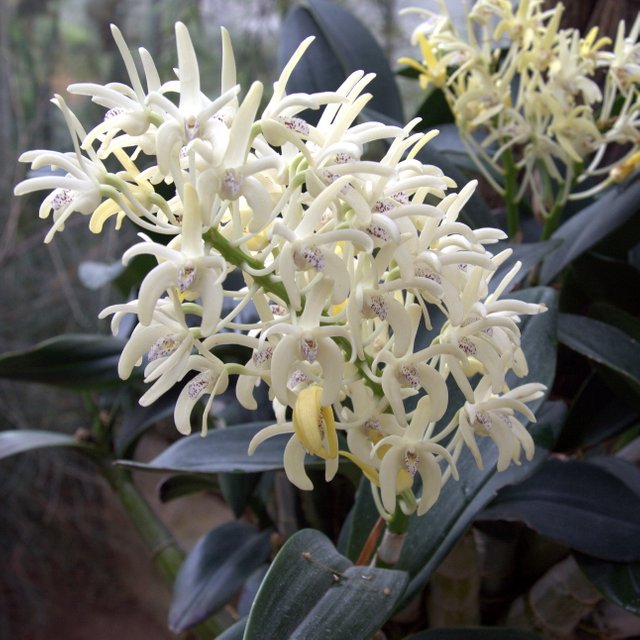 IMG_5696-Dendrobium_speciosum.jpg