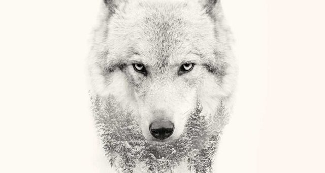 wolf-quotes-shutterstock_451732540-750x400.jpg