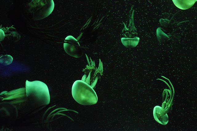 jellyfish-969927_1280.jpg
