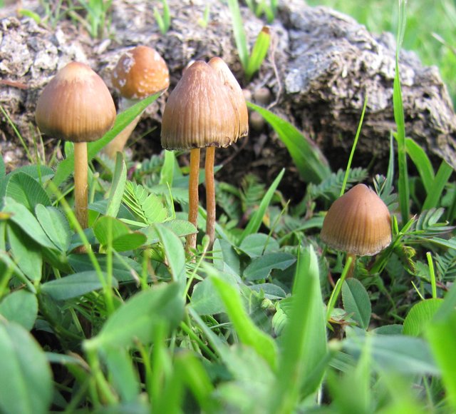 Psilocybe_mexicana.jpg