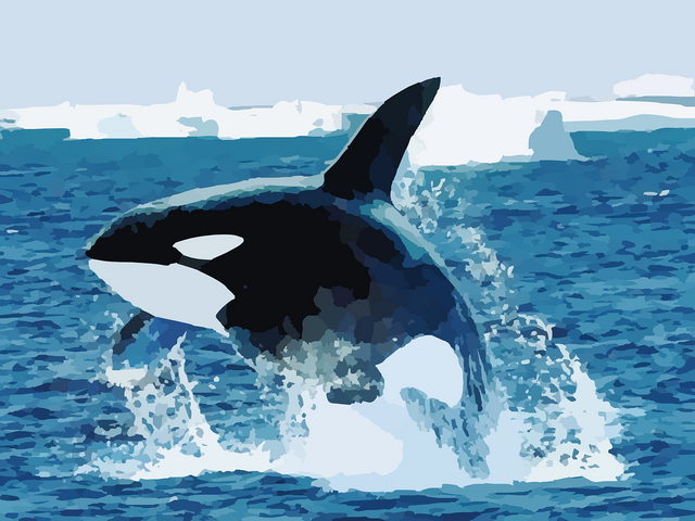 orca-295051_1280.png