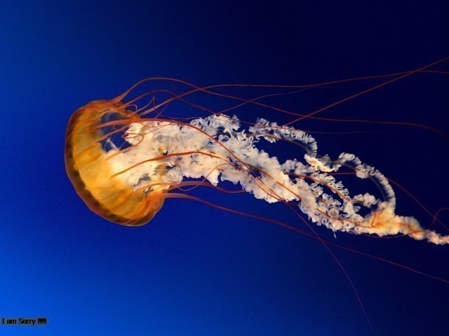 Jellyfish.jpg