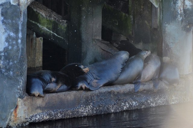 lazy sea lions.jpg