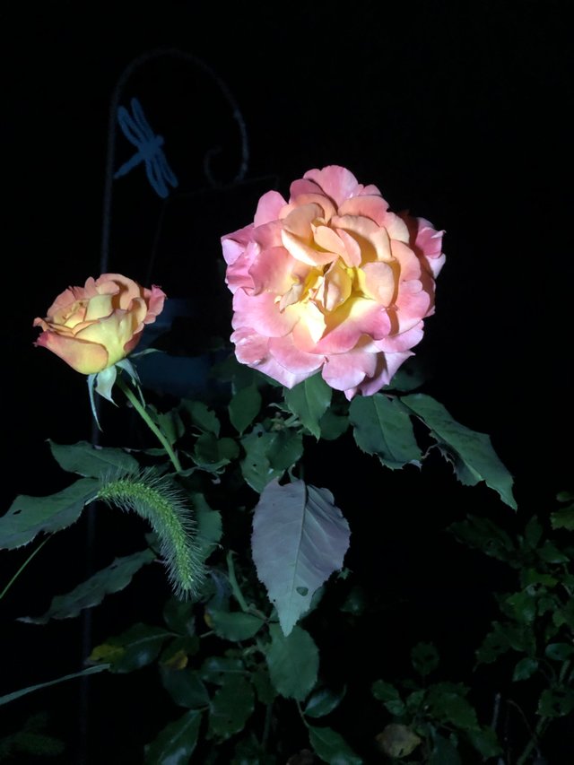 IMG_0664.jpeg