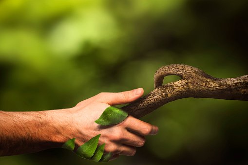 manipulation-de-la-nature-serrer-la-main-avec-la-nature-main-humaine-nature-forêt.jpg