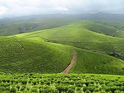 250px-Mambila_Plateau_of_Taraba_State.jpg