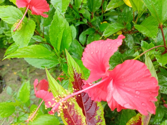 IMG20250724100402.jpg