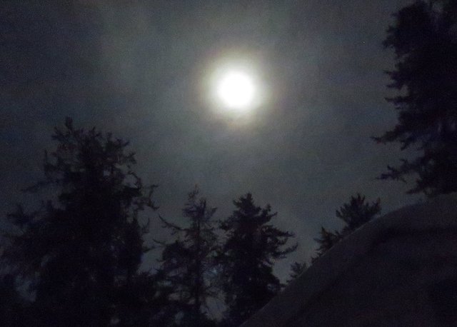 hazy sky give slight colored rings around full moon above the pine tree top silhouettes.JPG