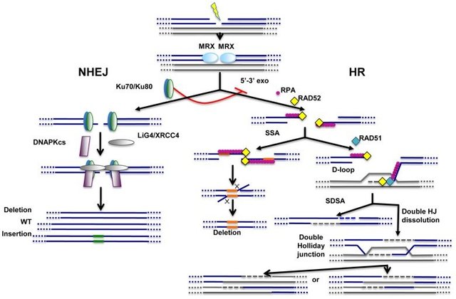 Main-pathways-of-DNA-repair-Non-homologous-end-joining-NHEJ-and-homologous.png