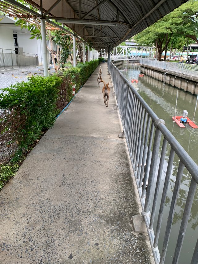 stray dog5.jpg