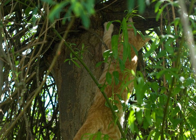 17(Flash-climbing-tree).jpg