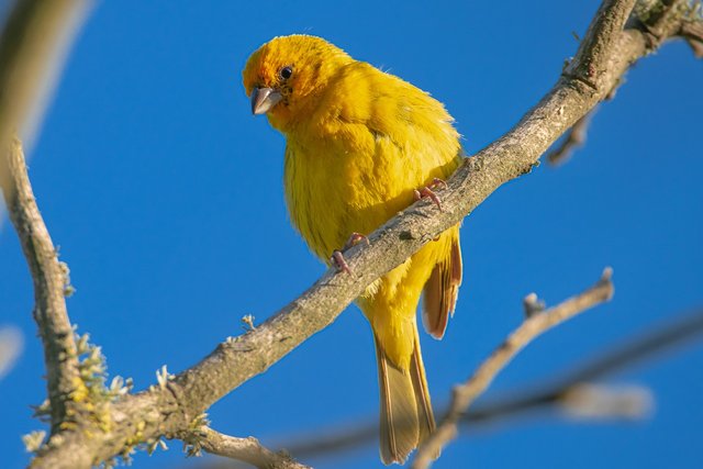 bird-7071662_1280.jpg