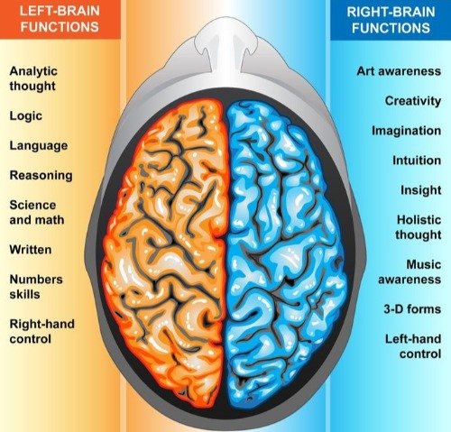 left-brain-right-brain (1).jpg