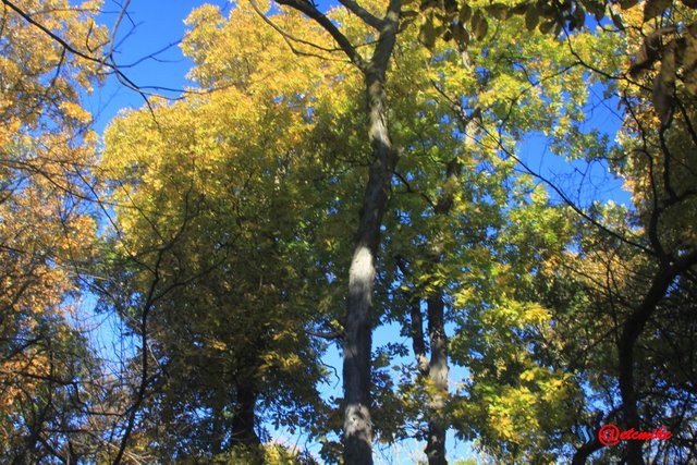 forest trees fall fall-colors fontenelle-forest Fall02038.jpg