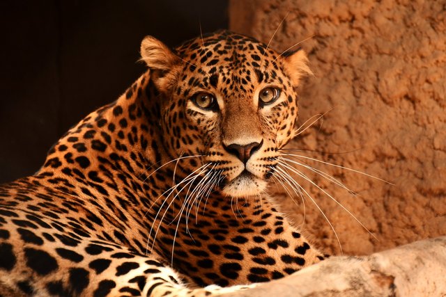 leopard-5463716_1920.jpg