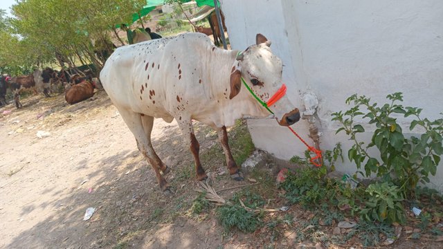 WhatsApp Image 2025-06-23 at 5.46.17 AM.jpeg