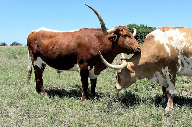 longhorn-2387390_1280.jpg