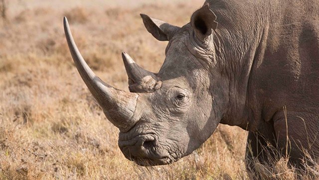 RHINO-white_rhino.jpg