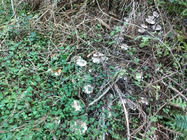 Clitocybe nebularis - Clitocybe nebularis or Lepista nebularis, commonly known as the clouded agaric or cloud funnel