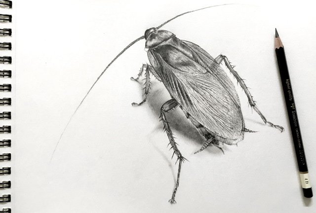 cockroach-drawing.jpg