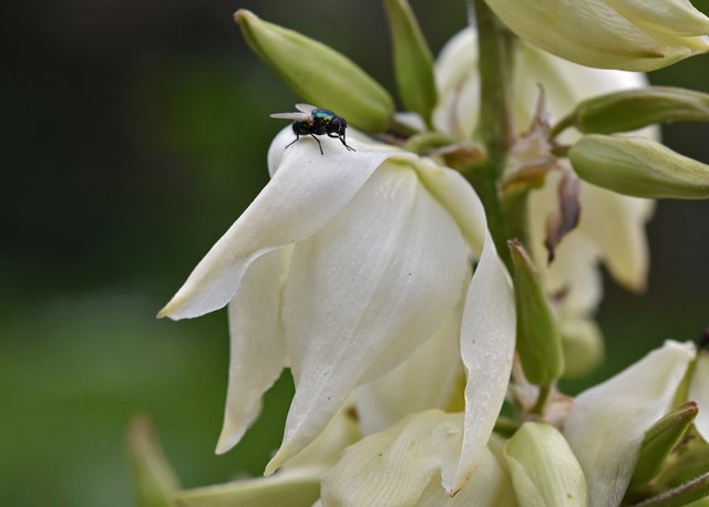 Yucca flowers 2.jpg