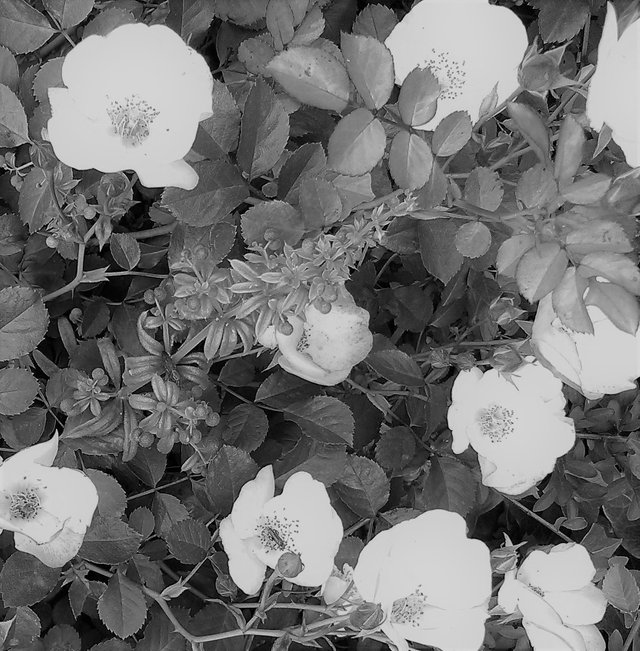 Flower Photography B&W Feestroos Rosa And Bugs Overseer May 28 2017.jpg