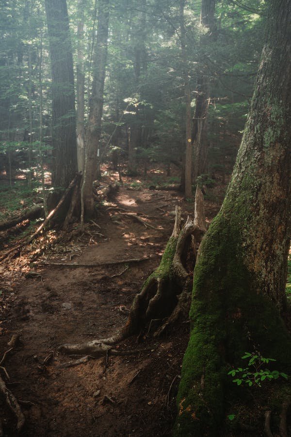 free-photo-of-dirt-path-through-woods.jpeg