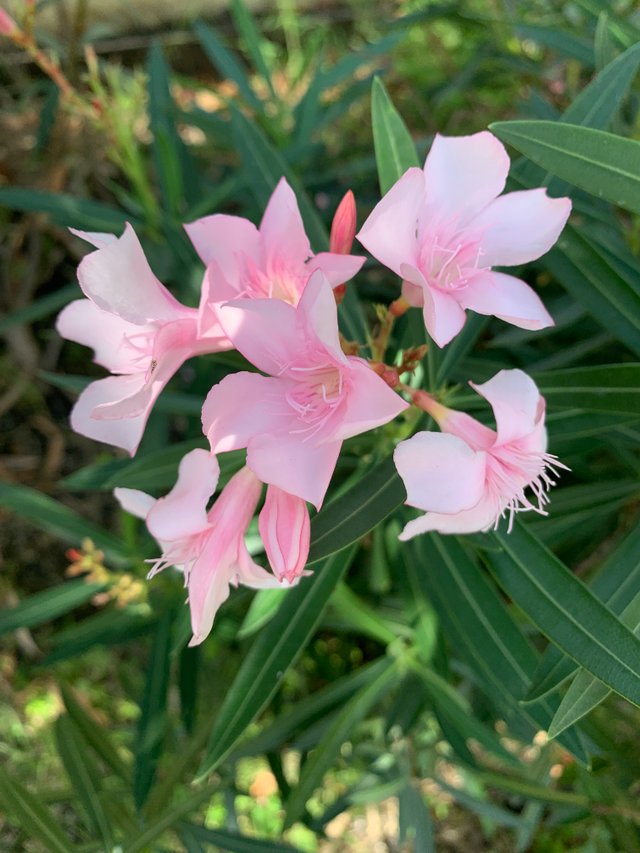garden32.jpg