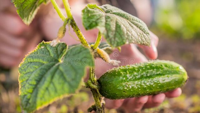 small-hand-holds-ripe-cucumber-care-fresh-farm-products-187091740.jpg