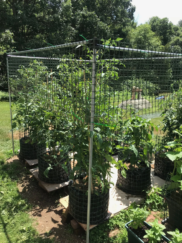 pasted image 0 (1).png