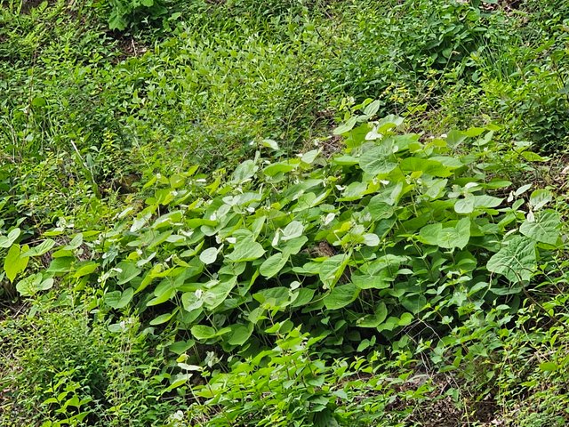 20250607_173022.jpg