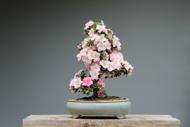 bonsai-3125722_1280.jpg