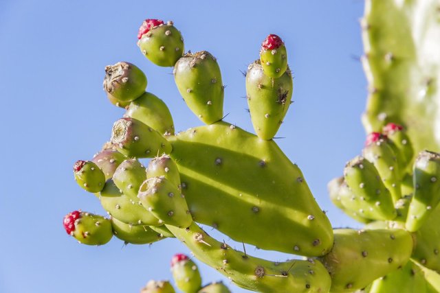 prickly-pear-g0a366c426_1920.jpg