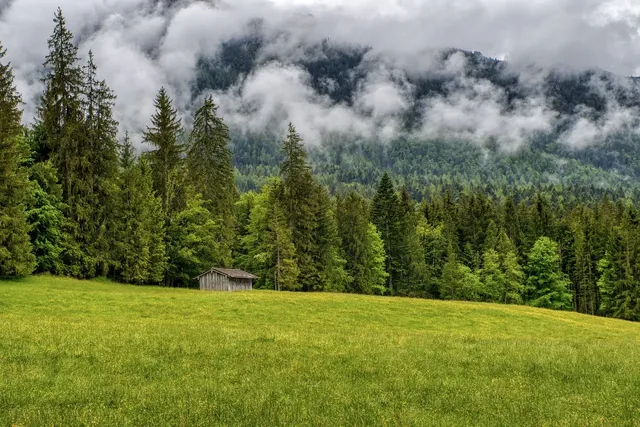 forest-5245917_1280.webp