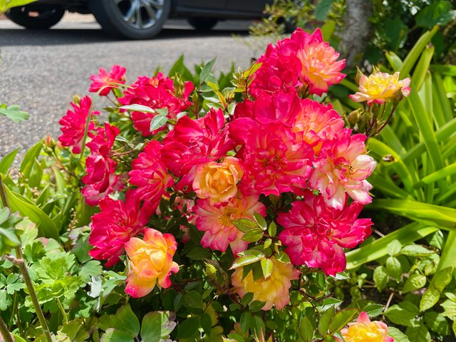 IMG_7937.jpeg