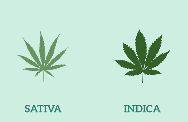 sativa.jpg