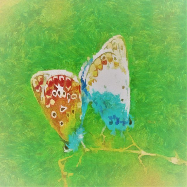 two butterfly.jpeg