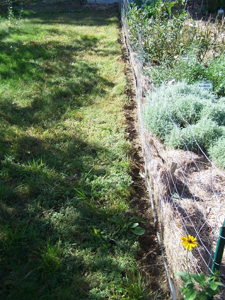 New Herb garden - south perimeter crop October 2019.jpg