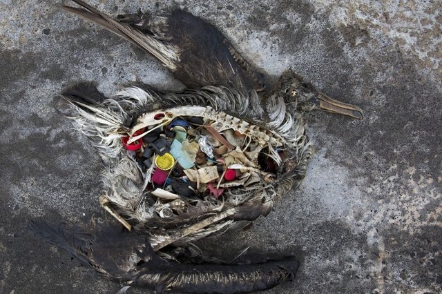 7785772733_un-albatros-retrouve-mort-avec-des-dechets-plastiques-dans-l-estomac.jpg