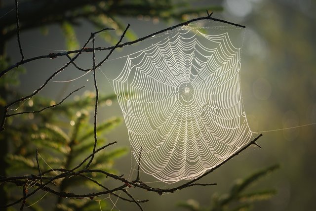 cobweb-4439844_1280.jpg