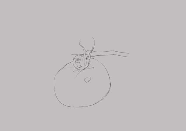 tomato_00.jpg